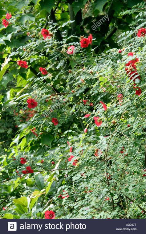 Download this stock image: Rosa moyesii Geranium - AD397T from Alamy's library of millions of high resolution stock photos, illustrations and vectors. Multiple Images, Side Yard, Rose Garden, Geraniums, Light Box, Garden Design, Photo Image, Vector Illustration, Resolution