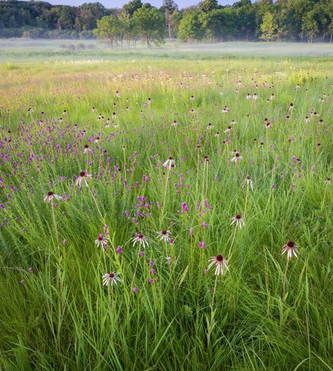 Purple Prairie Clover, Michigan Wildlife, Prairie Clover, Garden Shapes, Native Grasses, Prairie Garden, Garage Garden, Planting Design, Landscape Inspiration