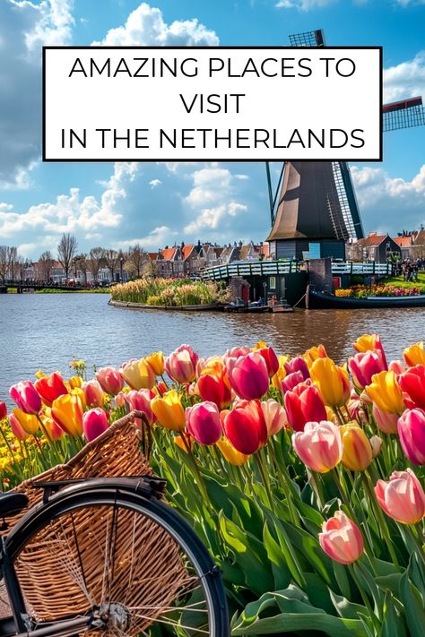 Discover the wonders of the Netherlands, a family-friendly destination with iconic windmills, tulip fields, traditional clog-making, and Dutch cheeses. This beautiful country offers a mix of history, culture, and natural beauty for all ages. Dive into the video to uncover the Netherlands' best-kept secrets and start planning your unforgettable family trip. #FamilyTravel #NetherlandsAdventure Top Family Vacations, Places To Explore, Family Vacation Destinations, Tulip Fields, Family Resorts, Family Getaways, Unique Places, Places In Europe, European Vacation