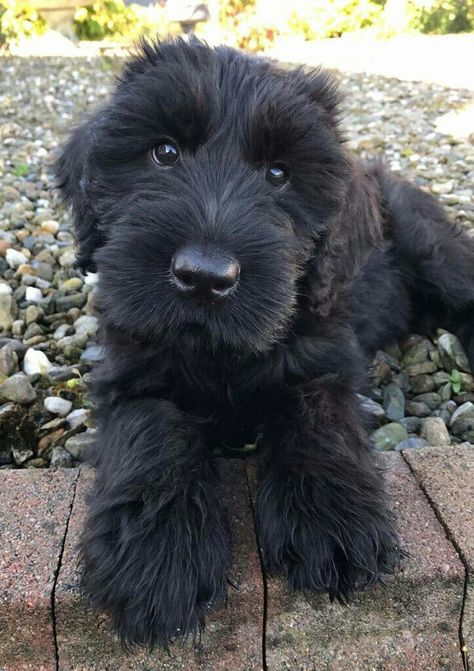 Giant Schnauzer Puppy, Puppies Images, House Animals, Dream Boards, Black Russian Terrier, Schnauzer Puppies, Bored Dog, Easiest Dogs To Train, Miniature Schnauzers