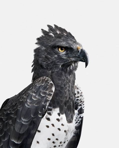 Kingdom by Randal Ford on Instagram: “Meet Zane.  Martial Eagles are perhaps the deadliest living raptor species.  They are what’s known as an Apex Predator.  They have a…” Martial Eagle, Interesting Animal, Big Birds, Wild Animals Pictures, Image Reference, Animal Study, Apex Predator, Interesting Animals, Desenho Tattoo