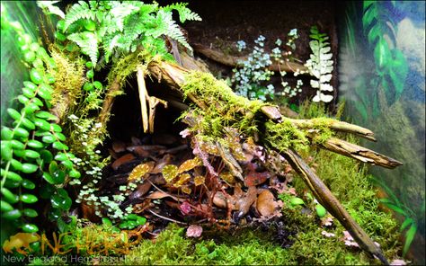 Custom Background Kits For Live Vivariums, Bioactive Terrariums, and Basic Enclosures | NEHERP - Your One Stop Vivarium Shop! Bioactive Terrarium, Dart Frog Vivarium, Gecko Vivarium, Bioactive Vivarium, Tropical Terrariums, Frog Terrarium, Snake Enclosure, Turtle Habitat, Terrarium Supplies