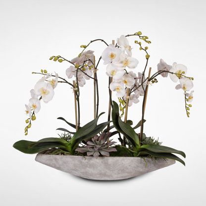 Jenny Silks | Wayfair Orchid Centerpiece Dining Room, Succulents Arrangements, Silk Orchids, Traditional Contemporary, Stone Bowl, Orchid Arrangements, Silk Plants, Artificial Succulents, Phalaenopsis Orchid