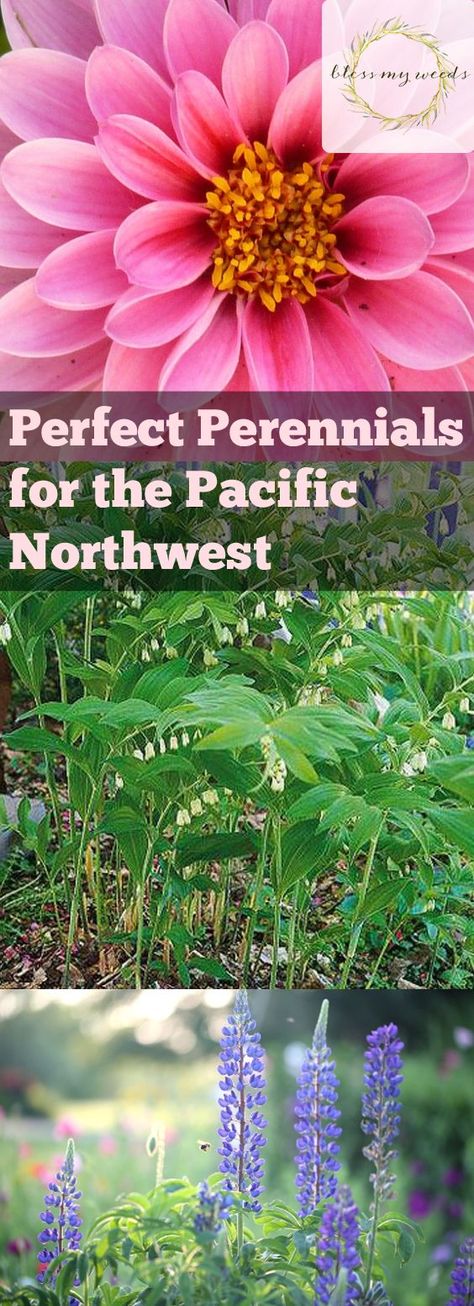 Pacific Northwest Flowers, Pnw Garden, Pacific Northwest Garden, Northwest Garden, Northwest Landscaping, Long Blooming Perennials, Porch Plants, Growing Peonies, Best Perennials