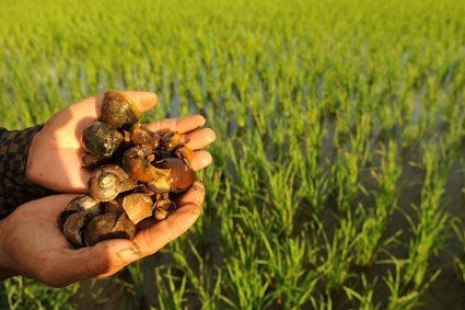 Usaha Budidaya Ternak Keong Mas – Para petani di sawah sudah pasti sering jengkel dengan hama yang satu ini. Bayangkan ... Stuffed Mushrooms