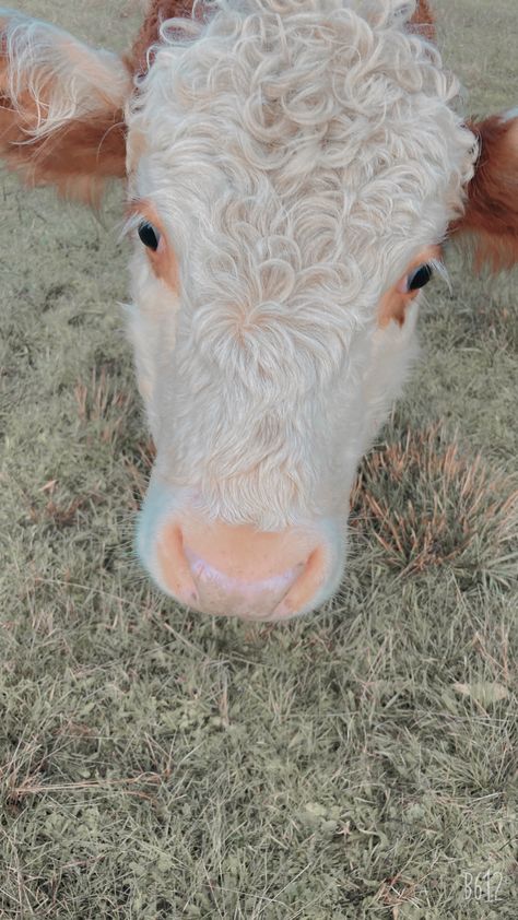 Curly Animals, Curly Cow, Mini Cows, Baby Farm Animals, Fluffy Cows, Baby Cow, Baby Cows, Favorite Animal