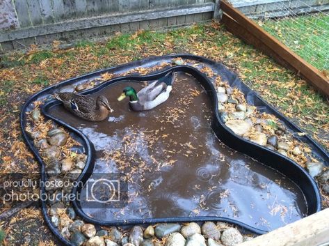 Duck Setup, Duck Ponds, Duck Enclosure, Duck Care, Duck Pen, Duck Pens, Backyard Ducks, Old Bathtub, Duck Coop