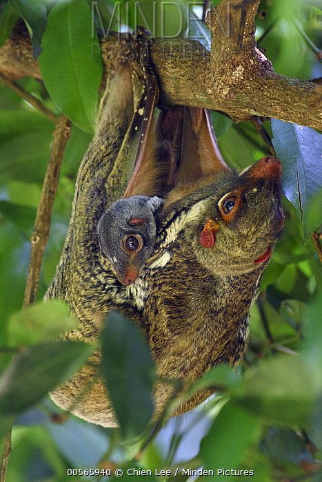 Sunda Flying Lemur (Galeopterus variegatus) - found throughout south-east Asia, in Indonesia, Thailand, Malaysia and Singapore. Sunda Flying Lemur, Asia Animals, Flying Lemur, Borneo Malaysia, Fantasy Stuff, South East Asia, Unusual Animals, Amazing Animals, Primates