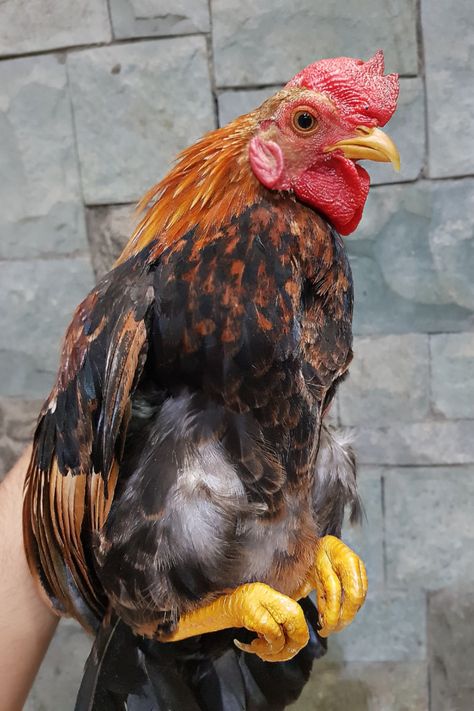 Bantam Chicken (ayam kate) Ayam Kate, Bantam Chicken, Bantam Chickens, Chicken, Quick Saves