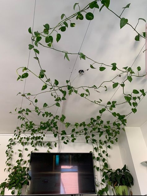 Pothos Plants, Plants House, Plant Background, Pothos Plant, Cute Couple Wallpaper, Couple Wallpaper, Sustainability, Plants