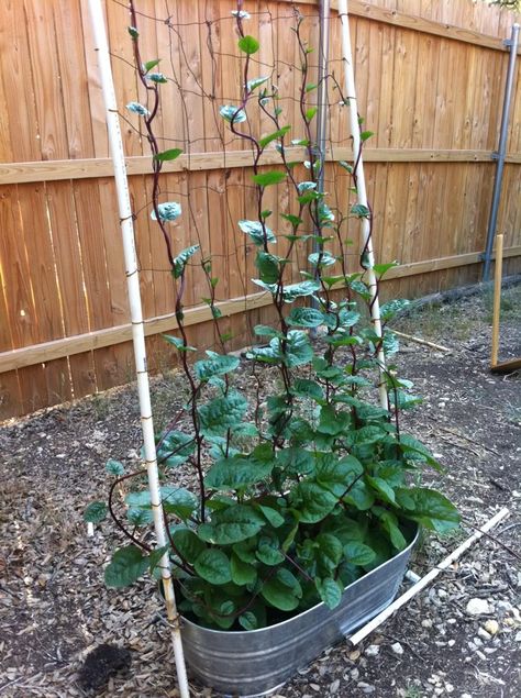 Growing this for the first time.  Interesting article following, and here is a pic of mine.  It has grown this tall since 5/29/12  when it was just tiny plants. I grew it from seed, the seeds took weeks to germinate...and it loves our hot Texas weather.  I am watering it every day.FB159 Red Malabar Spinach ( Basella rubra v Rubra ) Charming twining climber, dark red-olive leaf, purple red stem, pink flowers, vine for large pots or beds or as vegetable. Also known as Ceylon s Red Malabar Spinach, Granadilla Plant, Pumpkin Trellis, Growing Cucumbers Vertically, Grow Vertically, Fast Growing Vines, Malabar Spinach, Best Vegetables, Texas Weather