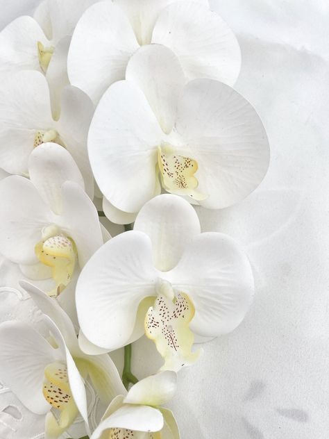 Artificial White Phalaenopsis Orchid.  A Large White Phalaenopsis Orchid with a slight yellow speckled lip at the centre.  Pretty white flowers. The orchid artificial flowers are quality realistic looking orchids and will make a great orchid arrangement or vase arrangement for your own flower arranging.  Stunning and realistic as wedding flowers for your wedding day. There are 2 size options. The standard size has 6 flower heads plus buds.  The stem length is 70cm.  The large orchid flower has 9 White Phalaenopsis Orchid, Pretty White Flowers, Faux Orchid, Orchid Leaves, Artificial Orchids, Orchid Arrangements, Orchid Flowers, Phalaenopsis Orchid, Vase Arrangements