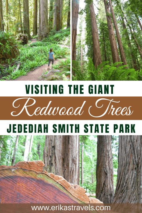 Jedediah Smith Redwoods State Park, Southern Oregon Coast, Redwood Trees, California Hikes, Redwood National Park, California Destinations, The Redwoods, Redwood Tree, Redwood Forest