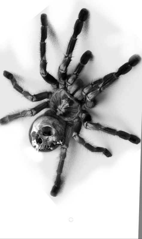 Tarantula Tattoo, Money Tattoo, Spider Tattoo, Creepy Tattoos, Dark Art Tattoo, Spider Webs, Pretty Animals, Ink Drawings, Spiders