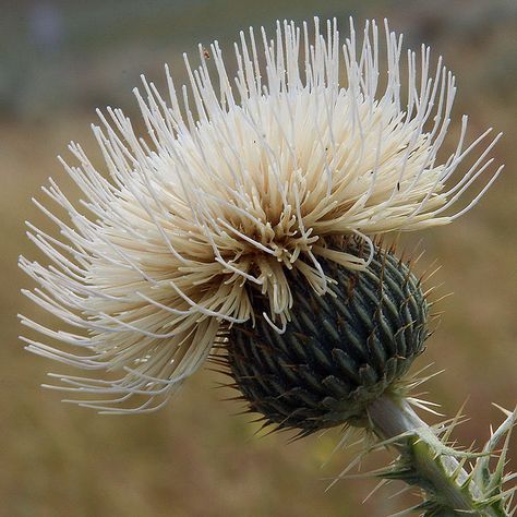 Thistle Aesthetic, Gothic Greenhouse, Thistle Garden, White Thistle, Macro Photography Abstract, White Flowers Garden, Thistles Art, Thistle Flower, Unusual Flowers