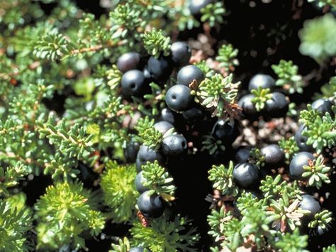 Crowberry Syrup Lady Bird Johnson Wildflower Center, Seed Collection, University Of Texas At Austin, Blueberry Bushes, Lady Bird Johnson, Berry Juice, Seed Bank, Evergreen Plants, Green Fruit