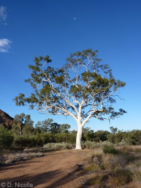 Ghost gum Corymbia aparrerinja Trephina Gorge Famous Trees, Gum Tree, Northern Territory, Dean, Gum, Ghost, Nature