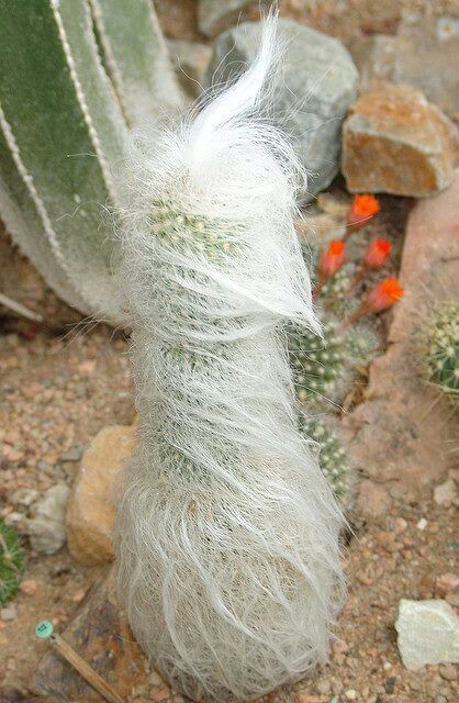 Cactus peludos Bunny Cactus, Old Man Cactus, Cat Cactus, Mexico Cactus, Opuntia Cactus, Golden Barrel Cactus, Cactus Planta, Crassula Ovata, Succulent Care