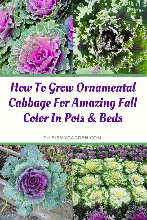 Planting Ornamental Cabbage, Flowering Cabbage Planters, Ornamental Kale Flower Bed, Winter Cabbage Plants Fall Containers, Ornamental Cabbage Landscaping, Fall Cabbage Planter, Ornamental Cabbage Planter Fall, Fall Gardening Ideas, Growing Cabbage