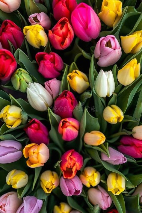 Colorful bouquet of colorfull tulips. Top view. royalty free stock image Tulip Colors, Flower Bucket, Colorful Bouquet, Floral Decoration, Birds Eye View, Cool Backgrounds, Birds Eye, Top View, Flowers Bouquet