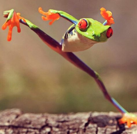 Ninja frog! WHAAATAA! Amazing Frog, Red Eyed Tree Frog, Frog Pictures, Funny Frogs, Tree Frog, Airbrush Art, Tree Frogs, Reptiles And Amphibians, Cute Frogs