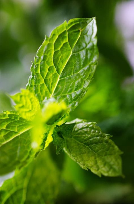 Mint Leaves Aesthetic, Mint Plant Aesthetic, Fresh Mint Recipes, Mastering Studio, Studio Product Photography, Creative Photography Logo, Wilted Flowers, Aesthetic Collages, Wine Tasting Notes