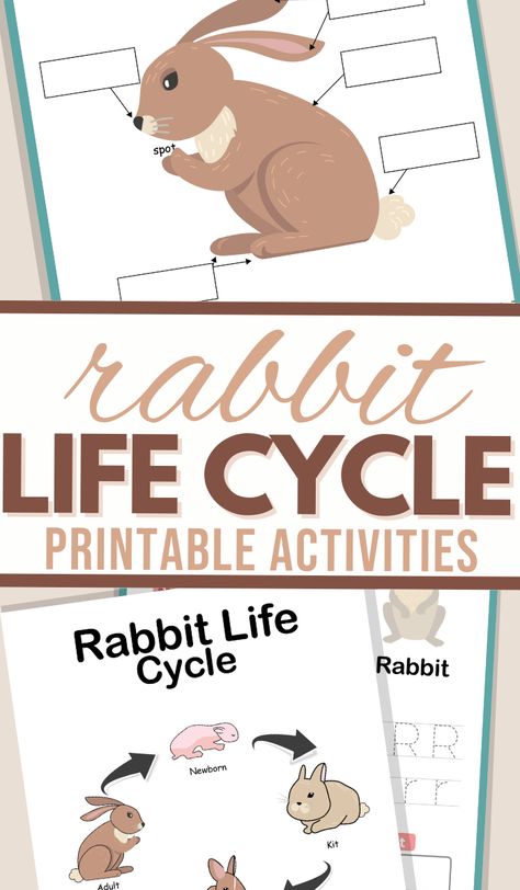 These Rabbit Lifecycle Worksheets are perfect for learning about the bunny lifecycle. Use these rabbit printables to learn about the rabbit life cycle in a way that kids will love. Rabbit Life Cycle, Animal Activities For Kids, Animal Life Cycles, Life Cycles Activities, Draw Color, Animal Learning, Free Homeschool Printables, Rabbit Life, Homeschool Freebies