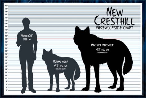 NCH Werewolf Size Chart [Closed] by SummonWolf Wolf Size, Tiger Quotes, Magical Wolf, Dnd Races, Animal Illustration Art, Werewolf Art, Dire Wolf, She Wolf, Height Chart