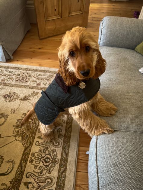 House Of Bruar, Old Money Dog, Barbour Dog, Cocker Spaniel Grooming, Barbour Coat, Golden Cocker Spaniel, Pets Stuff, Harness Dog, English Cocker