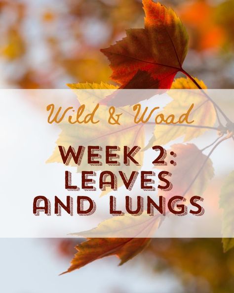 This week in our homeschool preschool, we are learning about leaves and our lungs. Pagan Preschool, Outdoor Homeschool, Pagan Homeschooling, Nature Schooling, Waldorf Lessons, Homeschool Apps, Natural Play Spaces, Secular Homeschool, Homeschool Nature Study