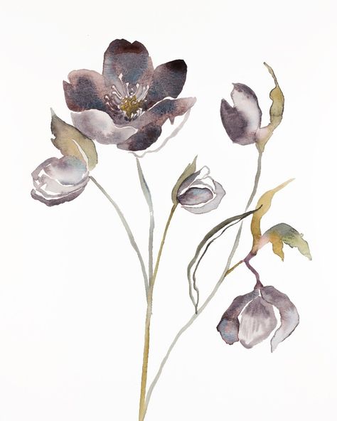 elizabeth becker on Instagram: “hellebore no. 17 .” Hellebore Painting, Hellebore Flowers, Art Ethereal, Design Pattern Art, Botanical Flower Art, Chinese Art Painting, Modern Impressionism, Art Watercolor Painting, Watercolor Ideas