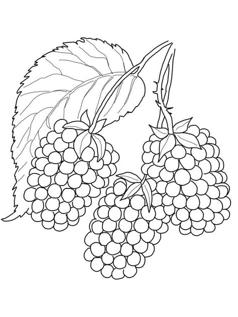 Blackberry Color, Fruit Coloring Pages, Fruits Drawing, Coloring Pages For Boys, Printable Crafts, Coloring Pages To Print, Fruit Art, Free Printable Coloring, Free Printable Coloring Pages