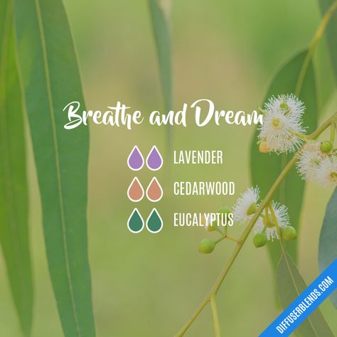 Breathe and Dream — Essential Oil Diffuser Blend Peppermint Benefits, Essential Oil Diffuser Blends Recipes, Oils For Sleep, Young Living Essential Oils Recipes, Essential Oils For Sleep, Essential Oil Diffuser Recipes, Oil Diffuser Recipes, Cedarwood Oil, Essential Oil Blends Recipes