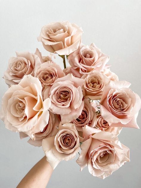 Single Flowers, Photos Flowers, The Romantics, Elegant Modern Wedding, Chloe Rose, Blush Bouquet, Blush Wedding Flowers, Rose Varieties, How To Apply Blush