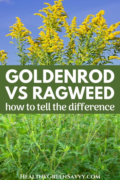 Ragweed Allergy, Growing Herbs Inside, Medicinal Wild Plants, Goldenrod Flower, Hillside Garden, Golden Rod, Attract Pollinators, Herbs For Health, Wild Edibles