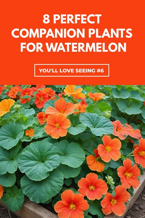 Discover the best companion plants for watermelon in your garden with these helpful tips. Choosing the right companions can improve growth and deter pests. Some great options for watermelon companion plants include marigolds, radishes, and nasturtiums. These plants can help attract beneficial insects while repelling harmful ones. Experiment with different combinations to find what works best for your setup. Planting strategically alongside watermelons can lead to a healthier and more bountiful h Watermelon Companion Plants, Planting Chart, Best Companion Plants, Companion Planting Chart, Squash Bugs, Watermelon Plant, Companion Plants, Attracting Beneficial Insects, Thriving Garden