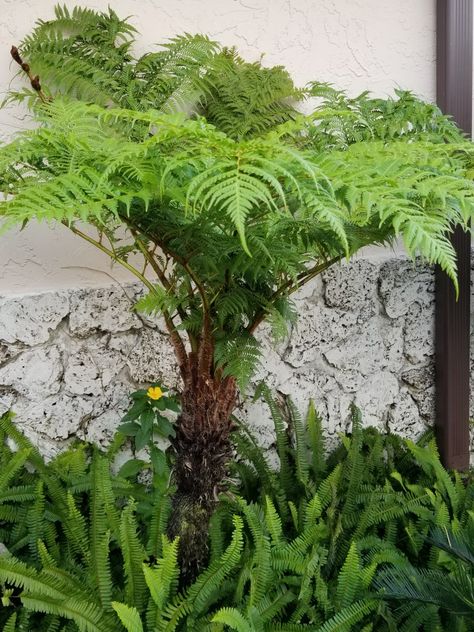 Tree fern in south Florida Japanese Fern Tree, Tropical Fern Garden, Fox Tail Fern Landscape, Victorian Fern Garden, Australian Tree Fern, Pavement Design, Tropical Landscape Design, Woodland Plants, Tree Fern