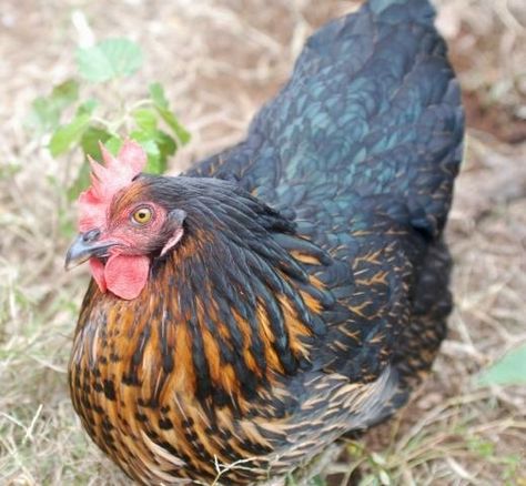 Black Star chicken:  “Good layers, nice big eggs, rarely go broody, very friendly and sweet-tempered” “Friendly, very good layer, cold hardy, great foragers” Black Star Chicken, Barred Plymouth Rock, Black Australorp, Best Laying Chickens, Leghorn Chickens, Laying Chickens Breeds, Laying Chickens, Best Egg Laying Chickens, Types Of Chickens