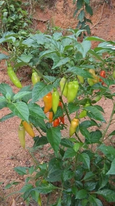 Pepper Farm, Fruits Name In English, Fruits And Vegetables Pictures, Vertical Vegetable Gardens, Garden Watering System, Vegetable Pictures, Plants In Bottles, Herbs Garden, Backyard Garden Layout