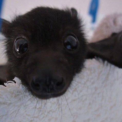 17 Photos Of Bats That Prove They’re Adorable AF A Black, Bat, Black And White, White, Black