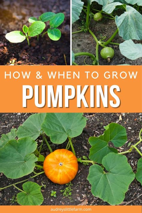 How To Grow Pumpkins In Raised Beds, Fall Harvest Garden, Fall Harvest Plants, Small Backyard Pumpkin Patch, Raised Bed Pumpkin Patch, Plants To Grow In The Fall, Fall Decor Around Tree Outside, How To Grow Mini Pumpkins, Pumpkin Garden Bed