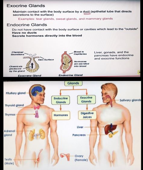 Exocrine and endocrine glands Endocrine Vs Exocrine Glands, Exocrine Gland, Endocrine Glands, Salivary Gland, Mammary Gland, Biology Lessons, Sweat Gland, Anatomy And Physiology, Human Anatomy