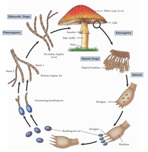 The life cycle of a “typical” basidiomycete (mushroom) Mushroom Diagram, Health Benefits Of Mushrooms, Food Forest Garden, Girl Drawing Easy, Mushroom Plant, Biology Art, Slime Mould, Plant Fungus, Plant Life Cycle