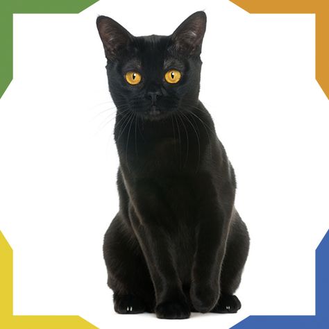 El Bombay es resultado de la cruza de el Burmés y el American shorthair. Es un gato doméstico de tamaño mediano y con gran musculatura. Su pelaje es negro, brillante y muy suave. Su carácter es sumamente afectuoso, mimoso y vulnerable a los sentimientos de su dueño. Es una raza voraz por lo que es recomendable esconder la comida, de lo contrario engordará demasiado. Black Cat Breeds, Cat Journal, Bombay Cat, Cat Advice, American Shorthair Cat, Fall Cats, Cats Rule, A Black Cat, Cute Cats And Kittens