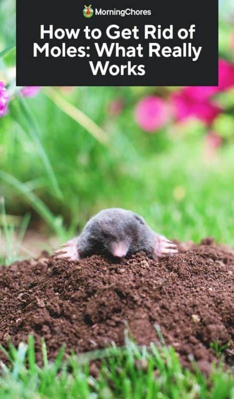 Mole Deterrent, Mole Removal Yard, Moles In Yard, Itch Remedies, Mole Tunnels, Rope Sewing, Homemade Fertilizer, Rock Edging, Homestead Diy