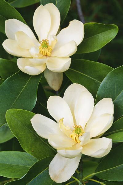 Magnolia Grandiflora, Broadleaf Evergreen, Southern Magnolia, Magnolia Trees, The Secret Garden, White Gardens, Magnolia Flower, Fragrant Flowers, Color Charts