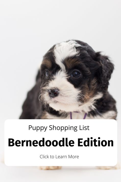 Puppy Training Treats, Best Puppy Food, Puppy List, Bernedoodle Puppy, Dog Toothbrush, Potty Training Puppy, Puppy Treats, Dog Brushing, Puppy Supplies