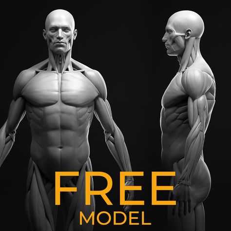 Male Anatomy Study, Dmitry Fedorov on ArtStation at https://www.artstation.com/artwork/0nLnE4 Male Head Anatomy Reference, Male Body Anatomy, Male Anatomy Study, Male Body Types, Neck Muscle Anatomy, Anatomy Learning, Torso Anatomy, Anatomy For Sculptors, Zbrush Anatomy