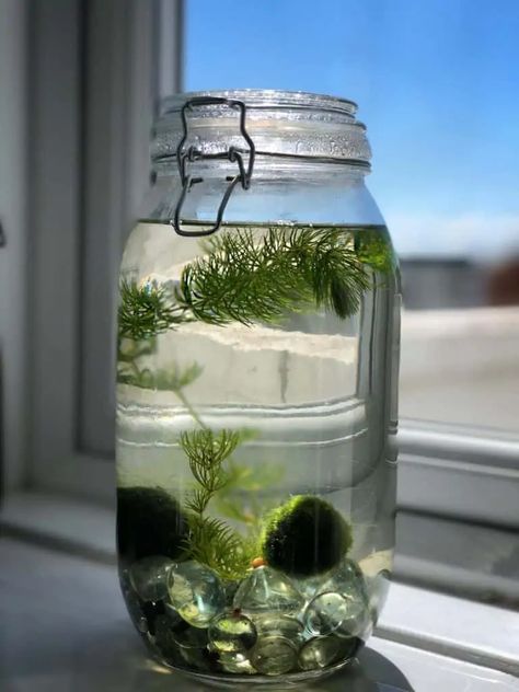 The 5 Best Snails for Jarrariums - Self-Sustaining Ecosystem Self Sustaining Terrarium, Water Terrarium, Small Water Gardens, Pet Snails, Fish Tank Terrarium, Marimo Moss Ball, Mini Aquarium, Beautiful Terrariums, Moss Ball