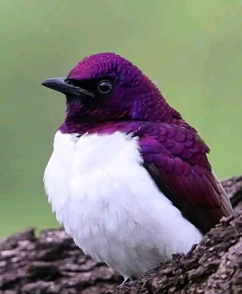 Discover Wildlife and Nature.🌄🍃 | Violet-backed Starling | Facebook Violet Backed Starling, Dog The Bounty Hunter, Lilac Breasted Roller, Wild Photography, Purple Bird, Most Beautiful Birds, Lovely Creatures, Rare Birds, Pet Bird